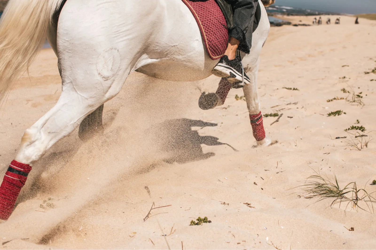 Viana do Castelo Horseback Riding Tour — Beach, Mountain & Flower Fields – image 24