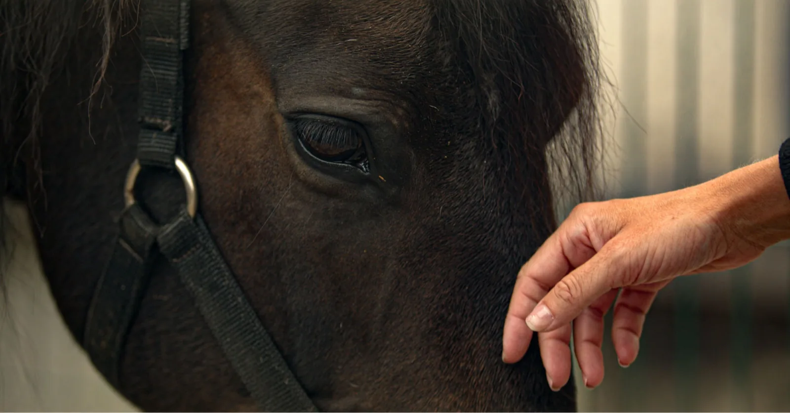 Viana do Castelo Horseback Riding Tour — Beach, Mountain & Flower Fields – image 31